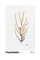 藏品(寮國擬懸苔)的圖片
